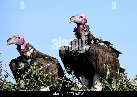Brutpaar Lappet-gesichtige Geier (Torgos tracheliotos) im Baumkacheliotos des Masai Mara National Reserve, Kenia Stockfoto