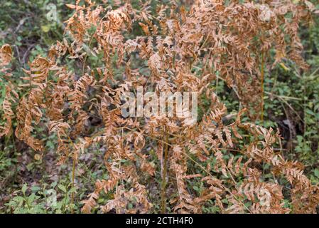 Pteridium aquilinum, Bracken, Bremse, gemeine Bracken, Adlerfarn getrocknete Blätter celective Fokus Stockfoto