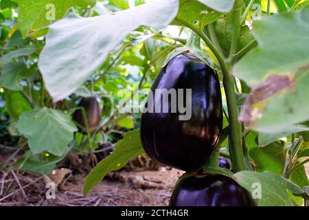 Lila Aubergine aus biologischem Anbau in einem Nebraska Garten. Stockfoto