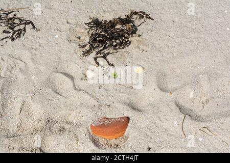 Ein Gesicht an einem Strand aus Algen, Muscheln und einem Stein Stockfoto