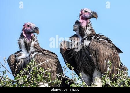 Brutpaar Lappet-gesichtige Geier (Torgos tracheliotos) im Baumkacheliotos des Masai Mara National Reserve, Kenia Stockfoto