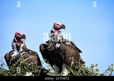 Brutpaar Lappet-gesichtige Geier (Torgos tracheliotos) im Baumkacheliotos des Masai Mara National Reserve, Kenia Stockfoto