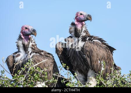 Brutpaar Lappet-gesichtige Geier (Torgos tracheliotos) im Baumkacheliotos des Masai Mara National Reserve, Kenia Stockfoto