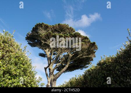 Eine Zirbe (Pinus pinea) Stockfoto