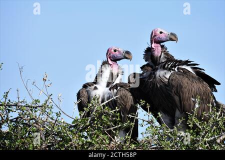 Brutpaar Lappet-gesichtige Geier (Torgos tracheliotos) im Baumkacheliotos des Masai Mara National Reserve, Kenia Stockfoto