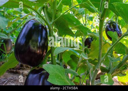 Lila Aubergine aus biologischem Anbau in einem Nebraska Garten. Stockfoto