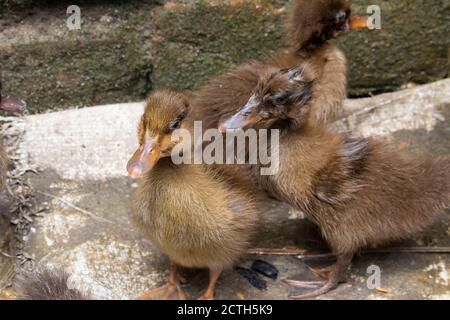 Entenküken.mallard Entenküken.Süße häusliche Entenküken.kleine braune Entenküken.Klicken oder Capture auf meine eigene Kamera. Stockfoto