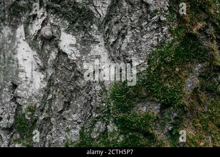 Textur Makro alte Birke mit Moos im Wald bedeckt Stockfoto