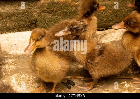 Entenküken.mallard Entenküken.Süße häusliche Entenküken.kleine braune Entenküken.Klicken oder Capture auf meine eigene Kamera. Stockfoto