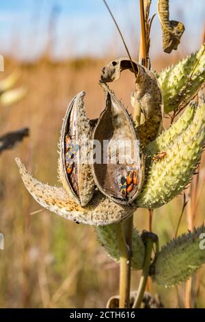 Orangen-Milchkäfer (Oncopeltus fasciatus) auf Samenschoten trocknen im Herbst in der Nähe von Battleground, Indiana Stockfoto