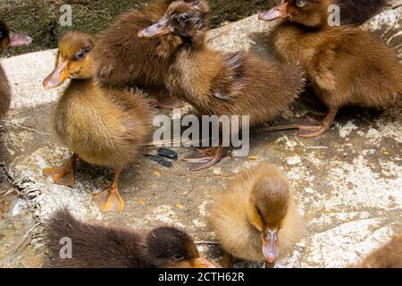 Entenküken.mallard Entenküken.Süße häusliche Entenküken.kleine braune Entenküken.Klicken oder Capture auf meine eigene Kamera. Stockfoto