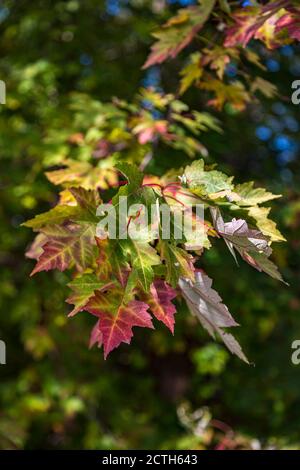 Ahornblätter beginnen sich in der Herbstsaison zu ändern Stockfoto