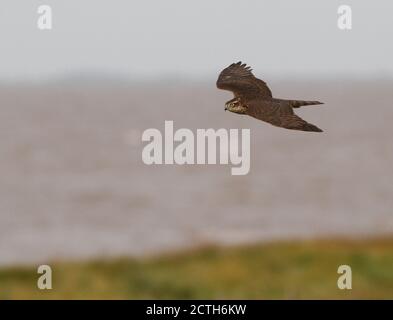 Sparrowhawk, der nach Süden am Warren vorbei fliegt Stockfoto