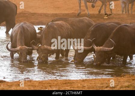 Afrikanische Büffel oder Kapbüffel (Syncerus Caffer) trinken an einem Wasserloch, Ngutuni Reserve, Tsavo, Kenia Stockfoto