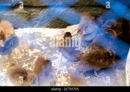 Entenküken.mallard Entenküken.Süße häusliche Entenküken.kleine braune Entenküken.Klicken oder Capture auf meine eigene Kamera. Stockfoto