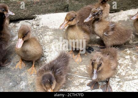 Entenküken.mallard Entenküken.Süße häusliche Entenküken.kleine braune Entenküken.Klicken oder Capture auf meine eigene Kamera. Stockfoto