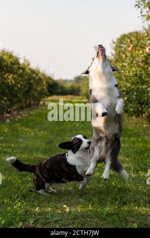 Corgi Hund springen im Freien in Apfelgarten, Sommerzeit Stockfoto