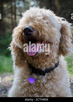 Labradoodle mit Zunge hängt aus, UK Stockfoto