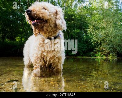 Labradoodle Hund steht in einem Fluss, Großbritannien Stockfoto