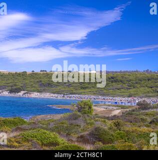 Der Strand Punta Pizzo liegt im Herzen des regionalen Naturparks „Isola di Sant’Andrea - Litorale di Punta Pizzo“ in Salento (Apulien, Italien). Stockfoto