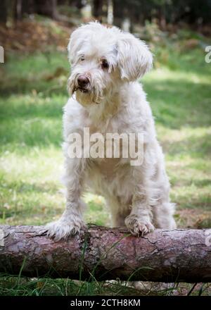 Weißer Hund mit Pfoten auf gefallener Baum, UK Stockfoto