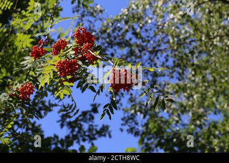 Rote Vogelbeeren auf den Ästen des Vogelbeerbaums. Stockfoto