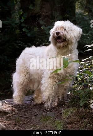 Kleiner schmuddeliger weißer Hund im Wald, Großbritannien Stockfoto