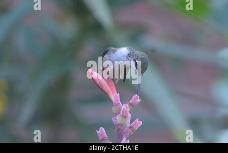 Junger Kolibri mit Rubinkehle, der sich auf einer Blume ernährt. Stockfoto