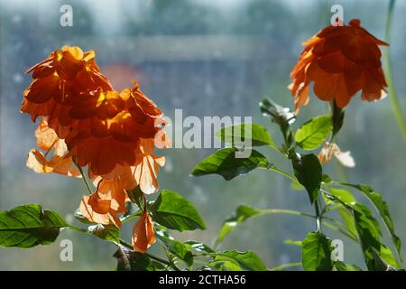 Nahaufnahme eines schönen, dekorativen Blatt und Blume eines Hauses Pflanze crossandra infundibuliformisa gegen Fenster mit Sonnenlicht. Das Konsept der Stadt Stockfoto