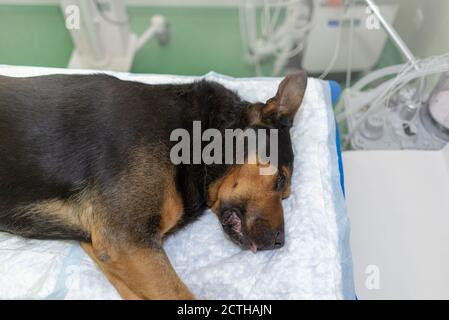 Großer deutscher Schäferhund unter Narkose in Tierarztklinik liegen Auf dem Operationstisch unter Vollnarkose Stockfoto