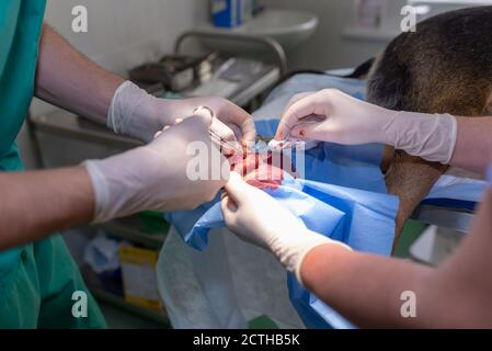 Tierarzt Arzt und weibliche Assistentin Durchführung einer Fußtumor-Operation Auf einer Tierarztklinik Stockfoto