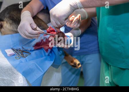 Tierarzt Arzt und weibliche Assistentin Durchführung einer Fußtumor-Operation Auf einer Tierarztklinik Stockfoto