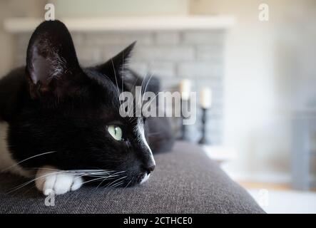 Schwarz-weiß Smoking Katze ausgestreckt auf grauem Sofa. Weiche moderne Innenausstattung mit Kamin und Kerzen. Stockfoto