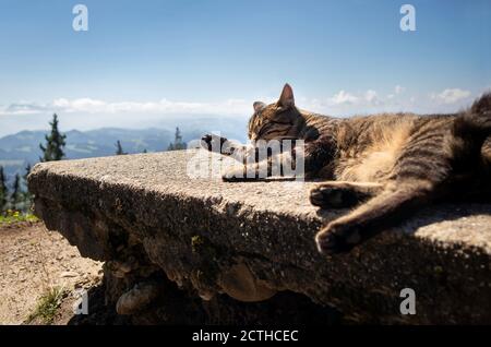 Erwachsene tabby Katze leckt Pfoten. Die Katze ist auf einer Steinbank vor dem malerischen Berghintergrund und dem blauen Himmel mit Wolken ausgestreckt. Napf, Schweiz. Stockfoto