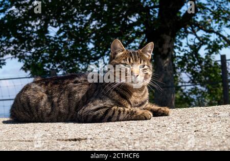 Erwachsene tabby Katze ruht mit offenen Augen. Katze ist entspannt auf einer Steinbank vor einem großen Baum. Ort: Napf, Schweiz. Stockfoto