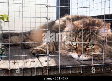 Katze im Freien / Katzengehege auf der Dachterrasse. Ganzer Körper von älteren langen Haaren tabby Katze mit schönen grünen Augen. Katze schaut auf die Kamera Stockfoto