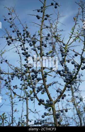 Nahaufnahme eines Schwarzthorn prunus spinosa Baumes mit reifen Schlehenbeeren. Stockfoto