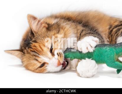 Katze gegen Dinosaurier. Ein langes Haar flauschig Kitty liegt seitlich. Die verspielte 1-jährige Katze hat ein großes grünes Plastikspielzeug im Mund und kaut es. Stockfoto