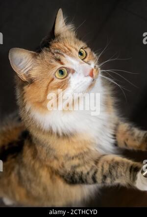 Katze bettelt um Nahrung. Abendessen. Das entzückende hungrige Kätzchen steht auf ihren Hinterbeinen. Ihre Vorderbeine sind auf dem Küchenschrank. Stockfoto