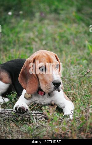 Glücklich Welpen Beagle Hund mit Spaß im grünen Feld Gras Stockfoto