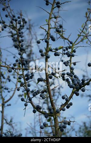 Nahaufnahme eines Schwarzthorn prunus spinosa Baumes mit reifen Schlehenbeeren. Stockfoto