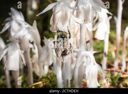 Nahaufnahme der Biene auf der Geisterpfeife (Monotropa uniflora) im Wald. Konzentrieren Sie sich auf Biene mit weichem Hintergrund. Bekannt als Indian Pipe, Corpse Plant Ice Plant. Stockfoto