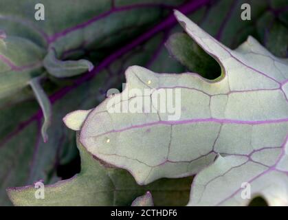 Kohl Schmetterling Eier auf Grünblatt. Grüne und violette Unterseite des Roten russischen Grünblattes mit gelben Eiern. Kohlschmetterling ist ein Schädling. Stockfoto