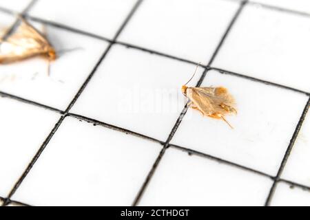 Tuch Mottenfalle für Schädlingsbekämpfung Prävention. Nahaufnahme von Kleidermotten oder Gurtbandmotten (Tineola biselliella). Die ungiftige klebrige Falle ist attraktiv Stockfoto