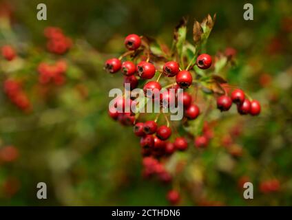 Eine Nahaufnahme von Weißdornbeeren mit verschwommenem Hintergrund. Stockfoto