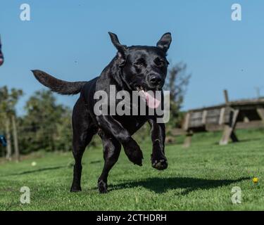 Schwarzer Labrador Retriever Hund läuft auf die Kamera zu Stockfoto