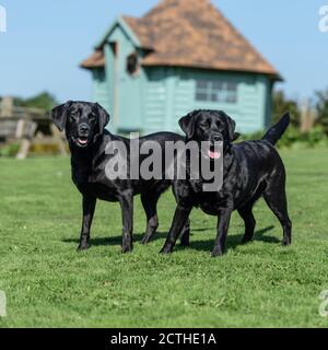 zwei schwarze Labrador retriever Stockfoto