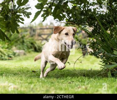 Gelber labrador Retriever läuft auf einem Spaziergang Stockfoto