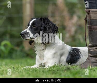 englisch springer Spaniel und Hundetrainer Stockfoto