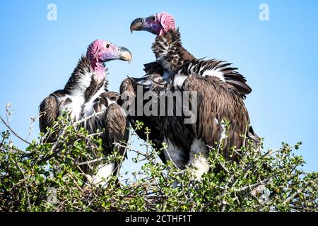 Brutpaar Lappet-gesichtige Geier (Torgos tracheliotos) im Baumkacheliotos des Masai Mara National Reserve, Kenia Stockfoto